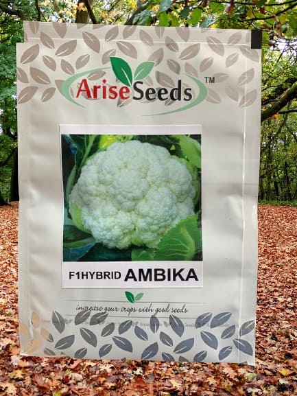 F1 Hybrid Ambika Cauli Flower Seeds Supplier in holy see