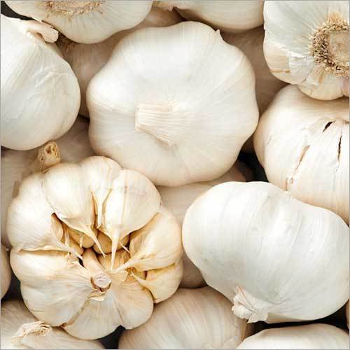 Fullgola Garlic Supplier in Mandsaur