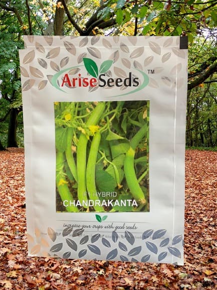F1 Hybrid Chandrakanta Seeds in moldova