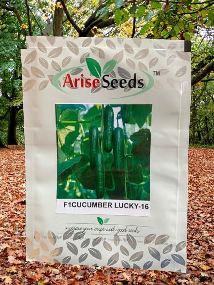 F1 Cucumber Lucky -16 Ridge Gourd Seeds Supplier in lucknow