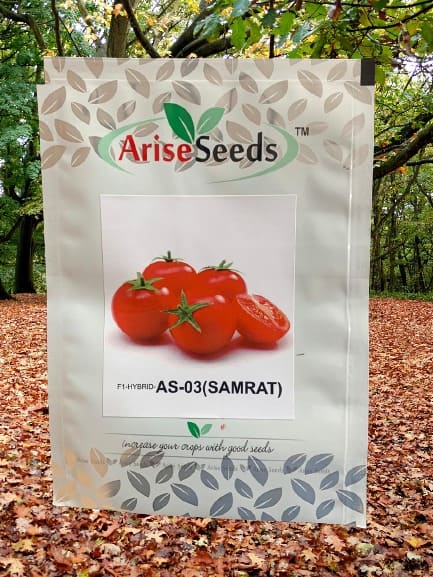 F1 Hybrid AS-03 ( Samrat ) Tomato Seeds Supplier in somalia