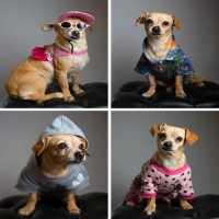 Animal Clothing & Accessories